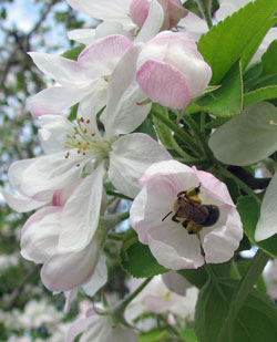Bumblebee pollinating our apple tree