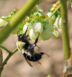 Blueberries being pollinated by a bee