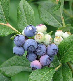 blueberries bushes fruit ripening ripe