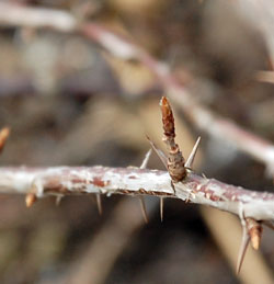Gooseberry thorns