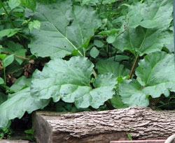Rhubarb in back yard