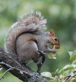 Squirrel eating a pear