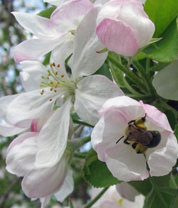 Bee pollinating apple