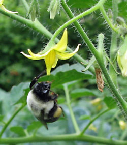 Bumblebee pollinating a tomato