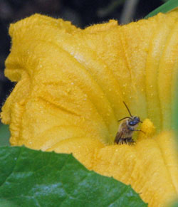 Bee pollinating squash