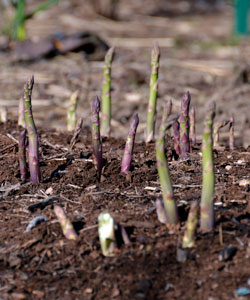 Asparagus in the spring