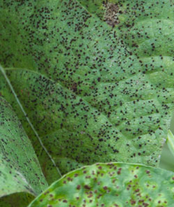 Bean leaf brown spots