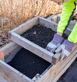 sifting compost for carrots