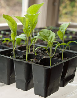 Growing eggplants | Our Edible Garden