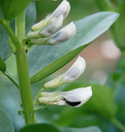 The fava bean flower