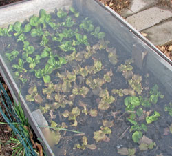 Lettuce in cold frame