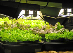 Lettuce under lights