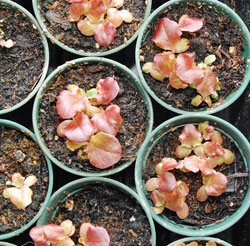 Pots of lettuce seedlings