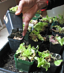Lettuce growing in trays
