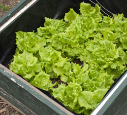 March lettuce