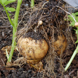 Growing root crops | Our Edible Garden