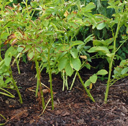 Potato foliage matures