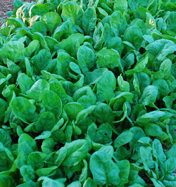Bed of spinach