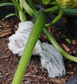 Cheesecloth around squash stem