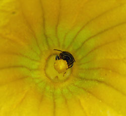 Pollinating squash