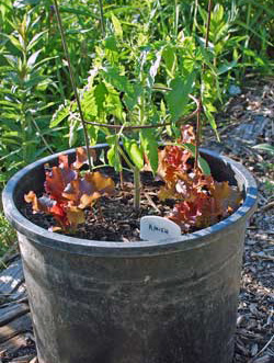 A tomato plant growing in a container
