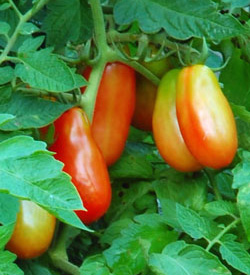 Polish linguisa tomatoes